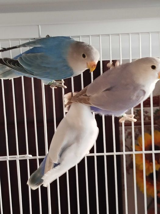 Agapórnis roseicollis