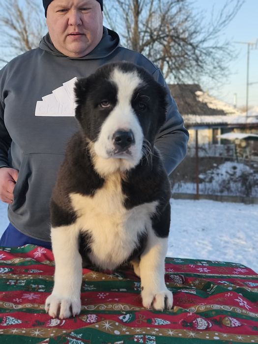 Ексклюзивна дівчинка середньоазіатської вівчарки (алабай)