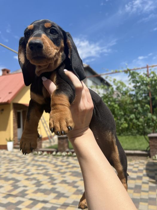 Цуценя такса, дівчинка