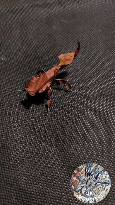 Modliszka Phyllocrania paradoxa (liściogłowa)+gratisy