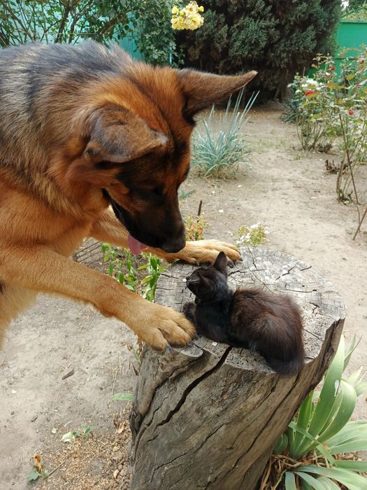 Котёнок бесплатно