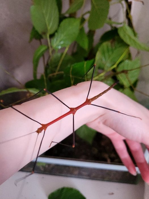 Młode Lonchodiodes Ilocos