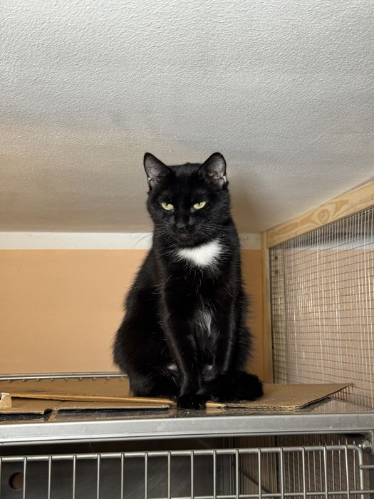 Котейки в дар хорошим людям