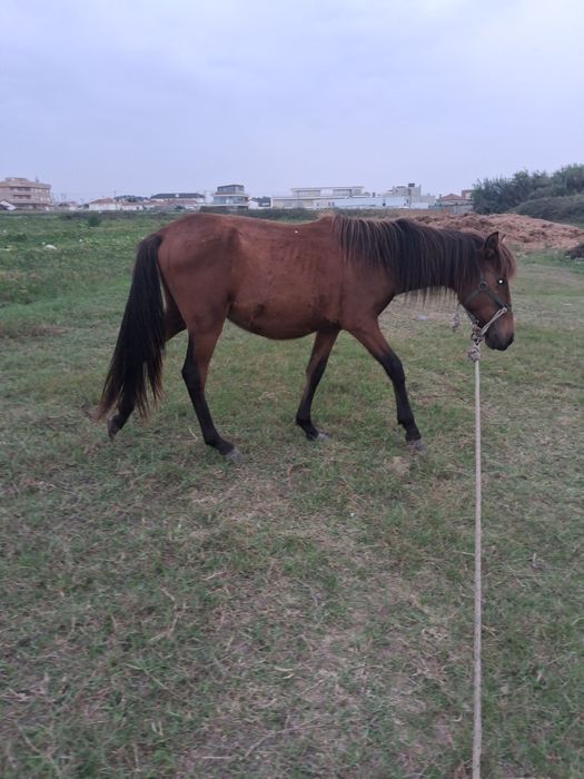 Cavalo médio mansinho