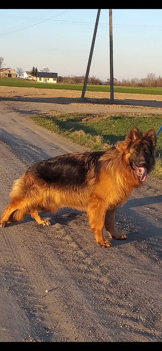 Owczarki niemieckie długowłose  szczenię rezerwacja