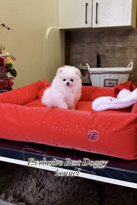 Ексклюзив цуценя! Цуценята померанські шпіци. VIP mini померанець шпіц