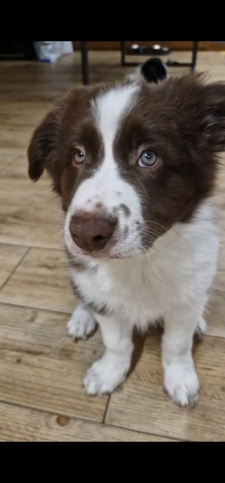 Border Collie FCI