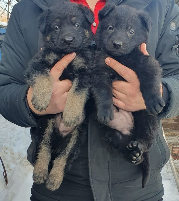 Продам щенят Східноєвропейської  вівчарки
