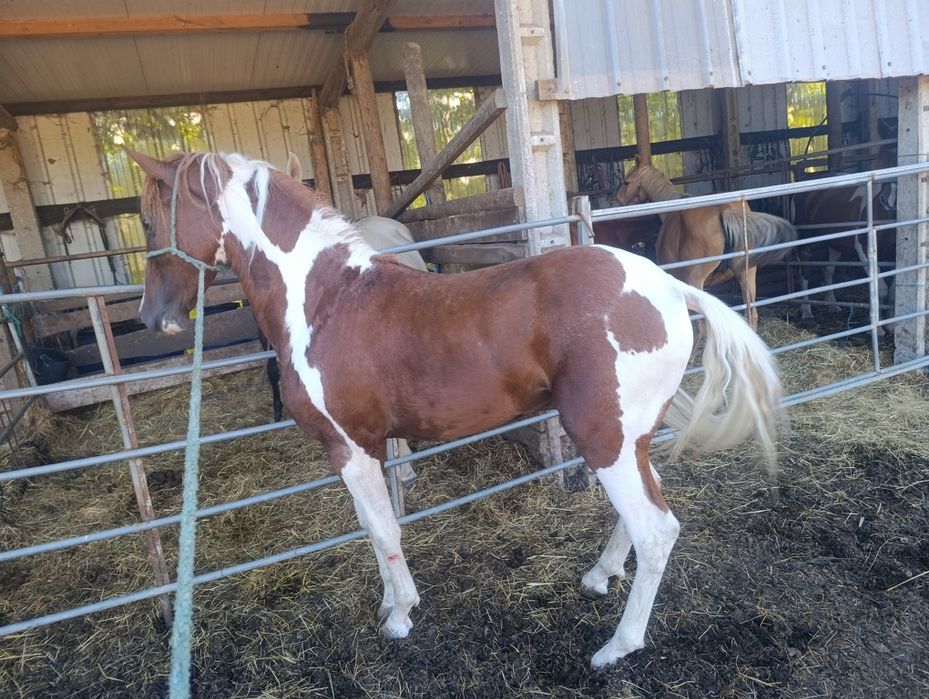 Para venda potro cruzado lusitano