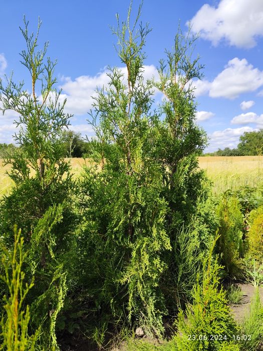 Продам туї різні