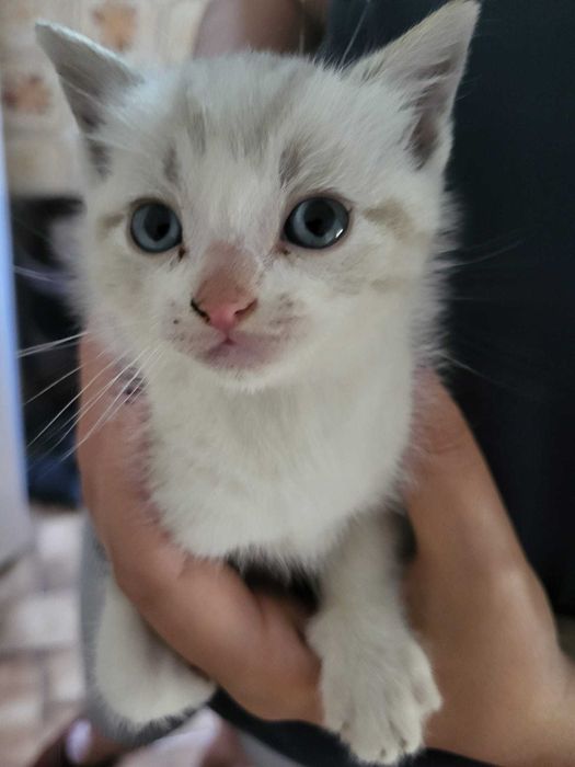Gatos para adopção