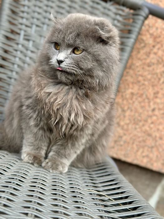 Шотланське висловухе  довгошерсте кошеня, хлопчик хайлент фолд