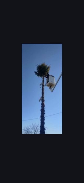 Wycinka drzew, prace alpinistyczne