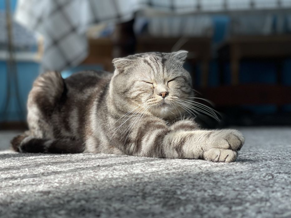 Шотландский вислоухий кот ( Вязка)