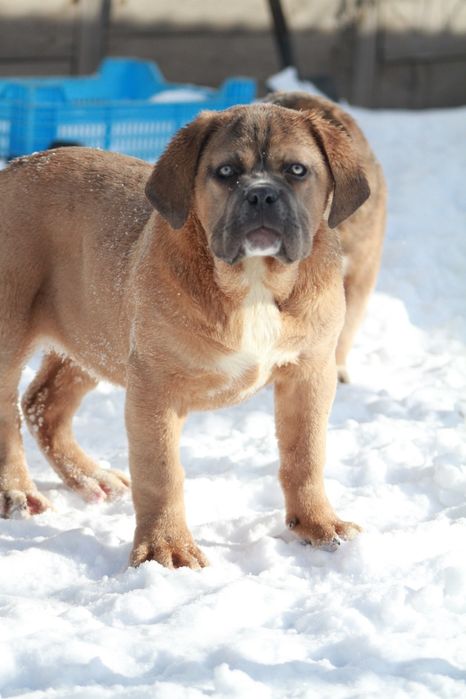 Супер широкая мощная девочка Норс Американ мастиф.  НАМ