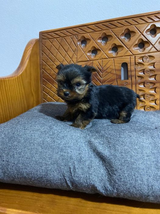 Yorkshire Terrier menino