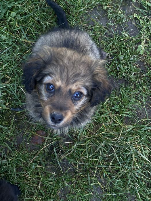 Віддам у добрі руки милих песиків