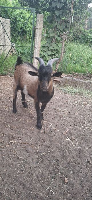 Cabrito Anão 7 meses