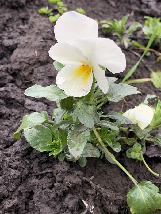 Продаю квіти віола-братчики.