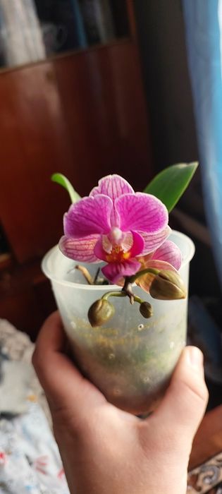 Продам орхидню .