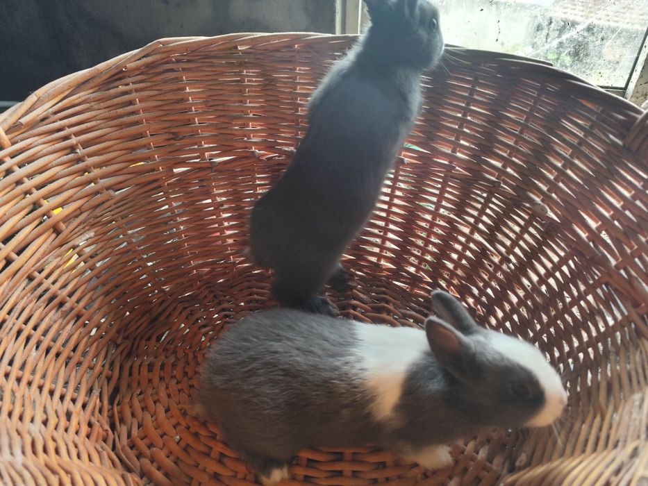 Coelhos anões holandês