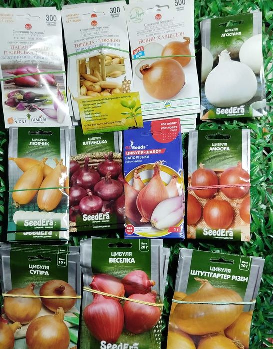 Радар Стурон Геркулес Штуттгартен  Посадков цибуля сівок Озима насіння