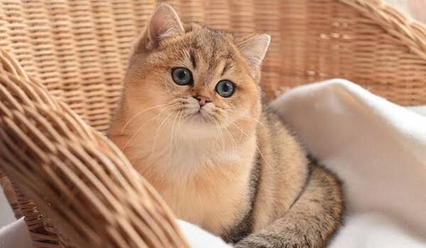 Шикарні кошенята британської породи королівський окрас золота шиншила