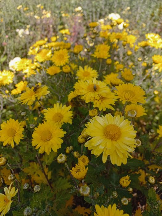 Хризантема гілячкова, мультифлора