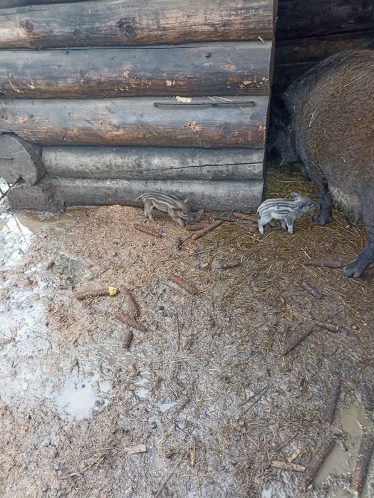 Свині поросята мангалиці,