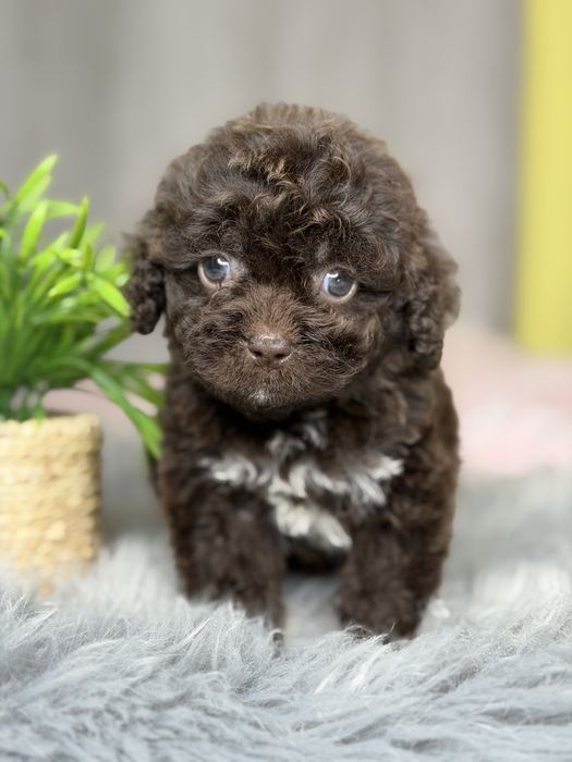 Шоколадная девочка мальтипу