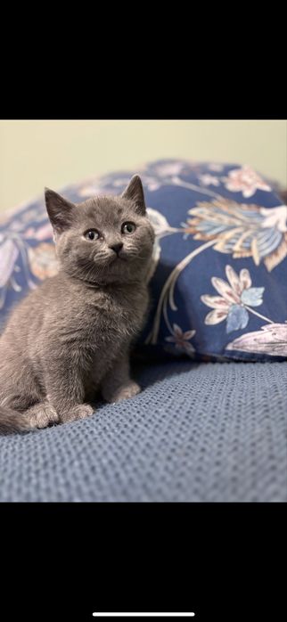 Kotki brytyjskie point, niebieskie