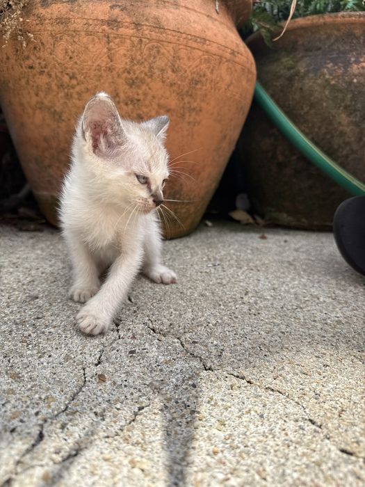 Gatinhos bebés para adoção