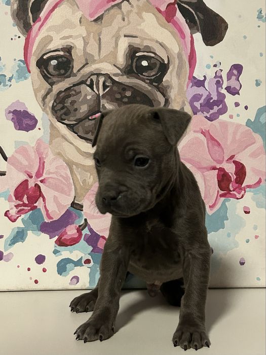 БРОНЬ! Наймиліші цуценятка Амстафф