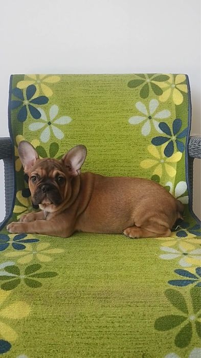 Bulldog frances  blak tan lindissimo