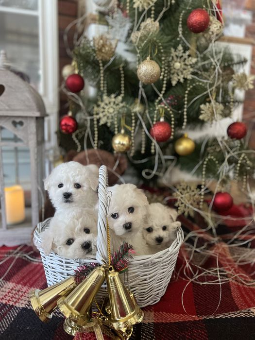 Продам щенков бишона