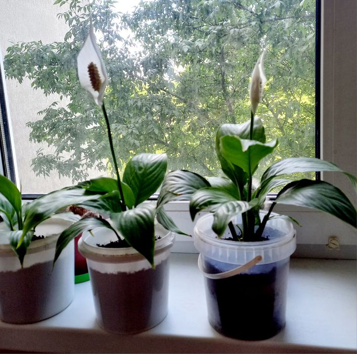 Вазони спатифілум