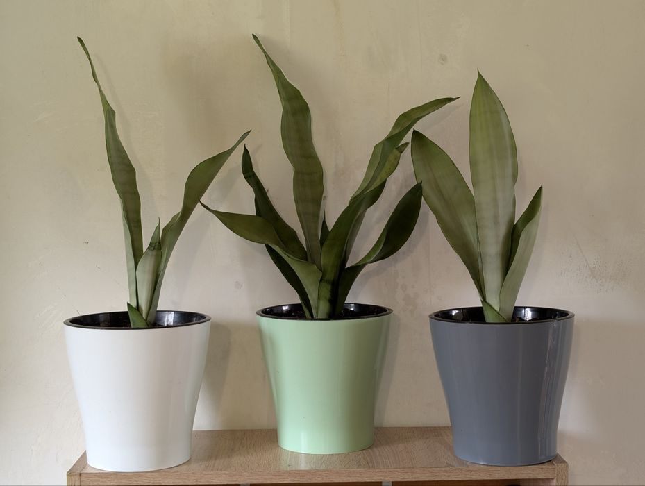 Сансевьерия сортовая Муншайн