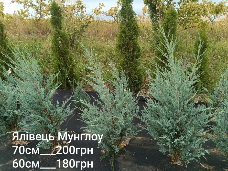 Туя смарагд, золотий смарагд, ялівець Голд Коне, ялівець блю ароу, ялівець Мунглоу , туя даніка,  туя Міріям, кипарис івоне