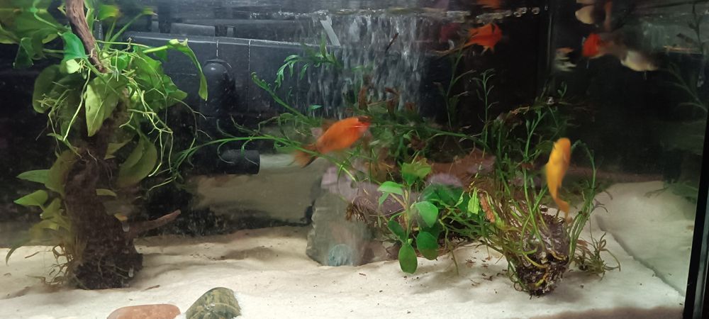 Aquário de água quente toda equipada