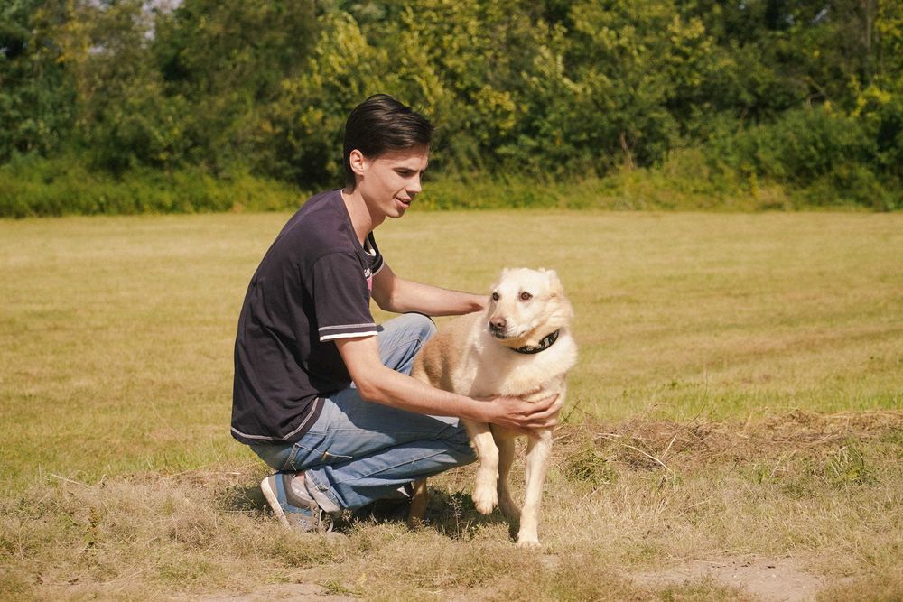 Odyn - super pies w typie labrador