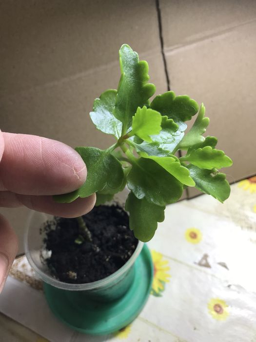 Цветы разные комнатные, все по 20 грн