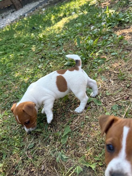 Jack russell terrier