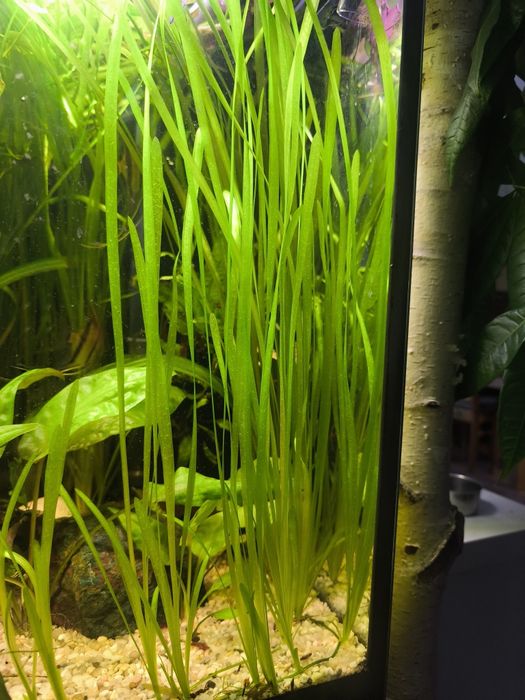 Nurzeniec wąskolistny (Vallisneria nana)