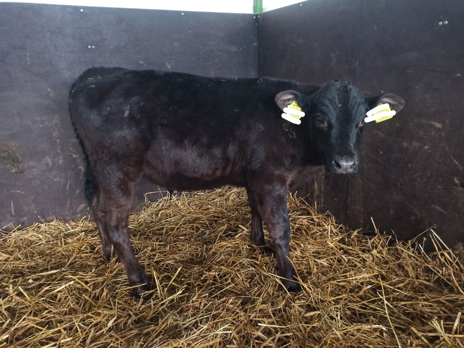 Byk byczek cielak mięsny LM samodzielny od rolnika!