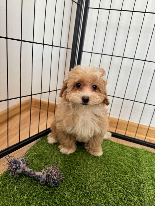 Maltipoo    Ciemna, maluteńka  sunia   ZAREZERWOWANA
