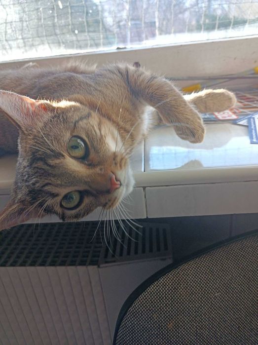 Puszek poleca się do adopcji!