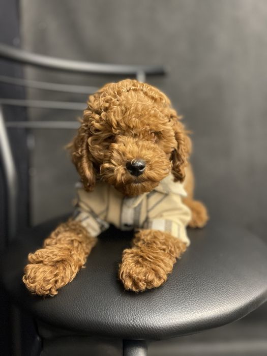 Poodle puppy mini girl дівчинка