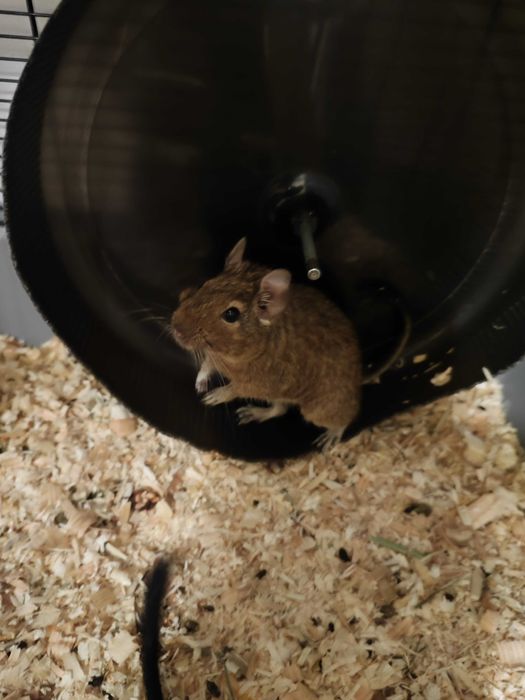 3 koszatniczki szukają nowego domu