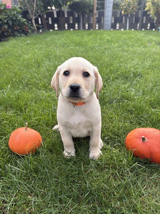 Labrador retriver szczeniak biszkoptowe .Do odbioru