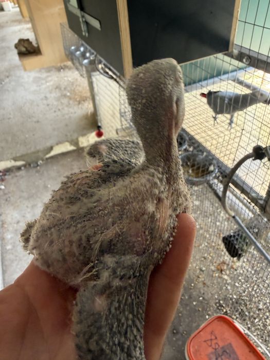 King Parrott , Derbiana , Cabeça de Ameixa